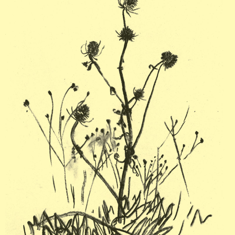 Benacre teasel – digital print